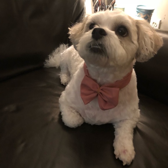 Meet your Posher, Ann marie - Picture 10 of 16